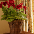 Pinet Plant Pot