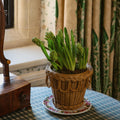 Vine Side Plate